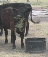 Trainee eats knapweed from tub