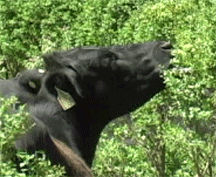 Cow eats brush